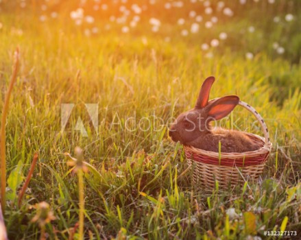 Picture of rabbit in basket outdoor